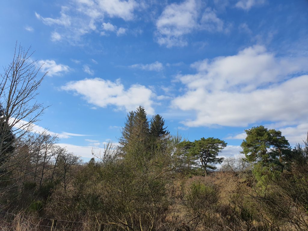 Treetops