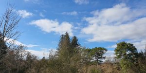 Treetops